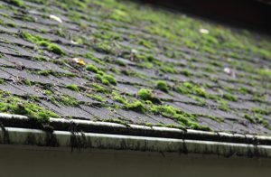 3 Reasons to Prioritize Moss Removal on Your Building 3 Reasons to Prioritize Moss Removal on Your Building