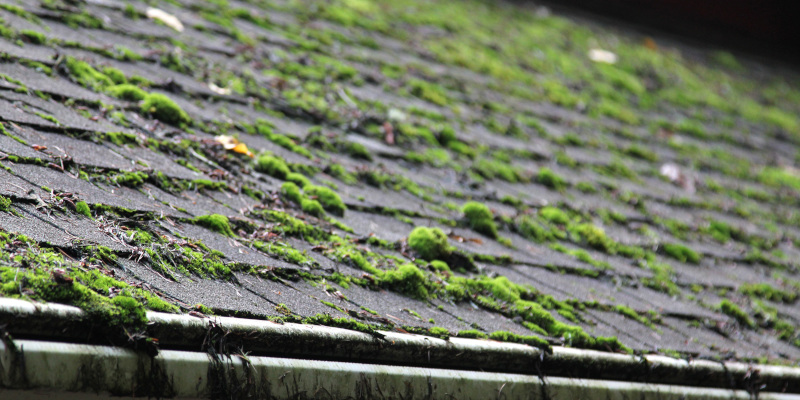 3 Reasons to Prioritize Moss Removal on Your Building