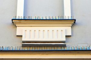 Why You Should Consider Bird Deterrent Installation